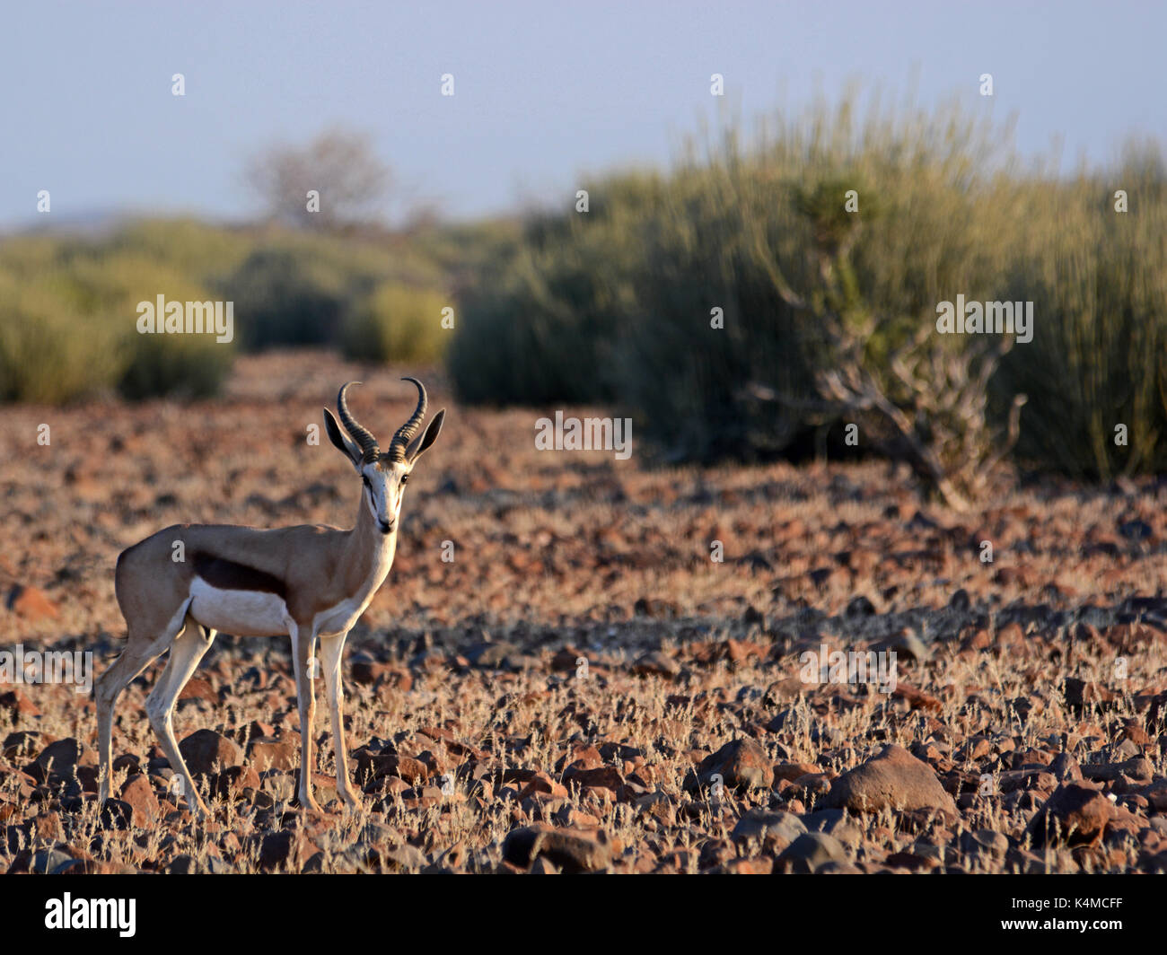 Springbok in Damaraland. Stock Photo