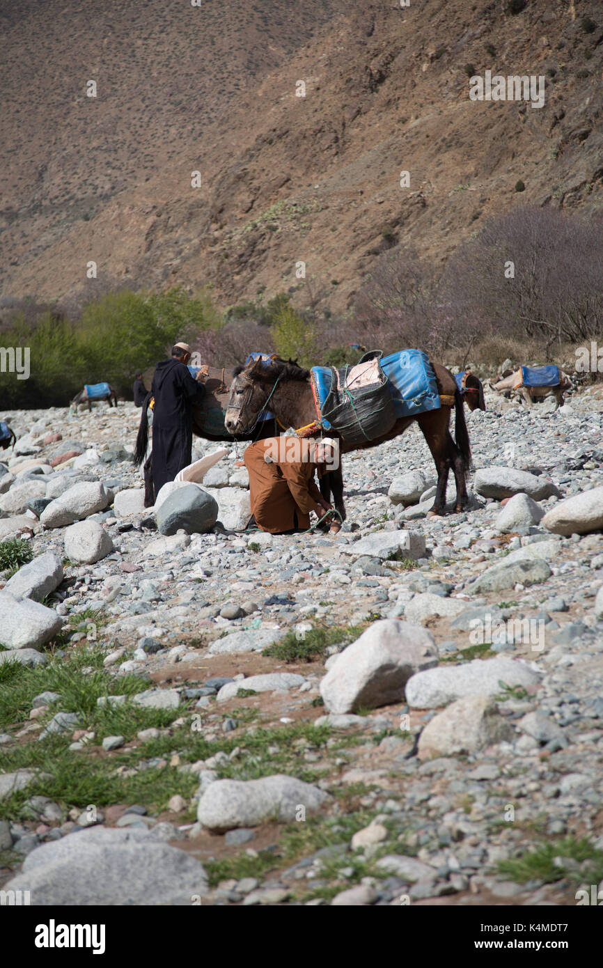 Shoeing horses at Setti Fatma market, Ouirka Valley, Atlas Mountains, Morocco, North Africa Stock Photo