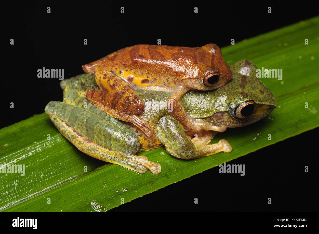 Mating Masked Tree Frog (Rhacophorus angulirostris Stock Photo Alamy