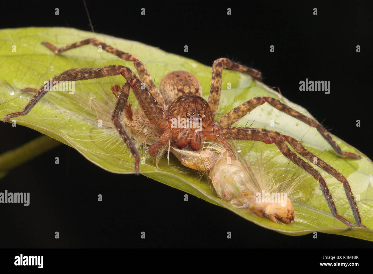 Huntsman spider (Heteropoda sp) Stock Photo