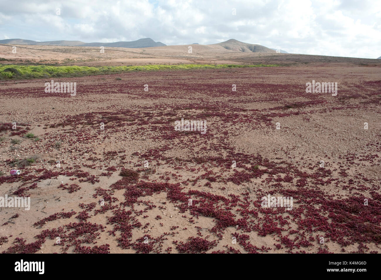 Red Succulent Plant covering ground, Landscape Views of Los Molinos, Fuerteventura, Canary Islands, Spain Stock Photo