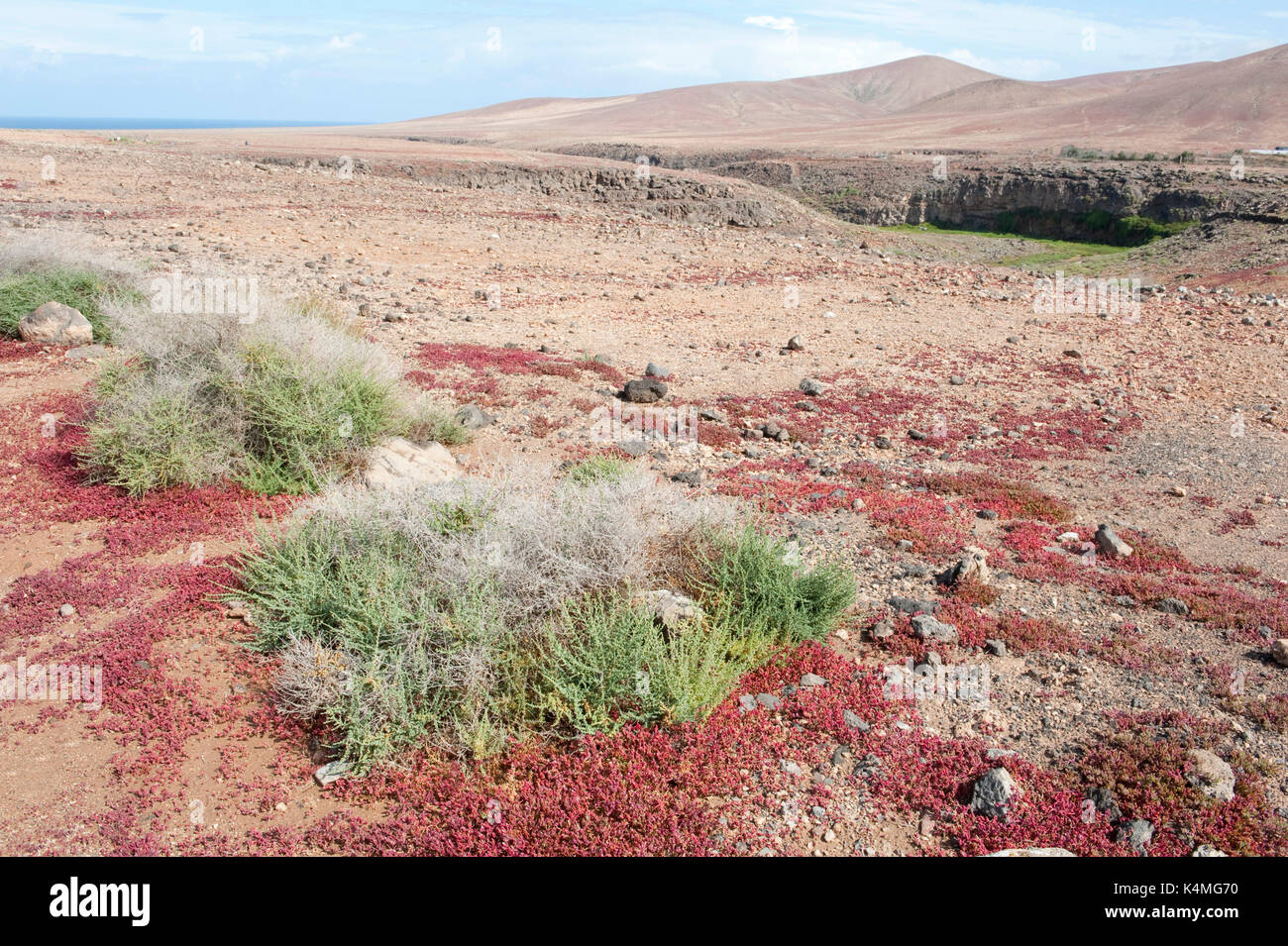 Tough Shrub, Traganum moquinii, & Red Succulent Plant, Landscape Views of Los Molinos, Fuerteventura, Canary Islands, Spain, Chenopodiaceae family. pr Stock Photo