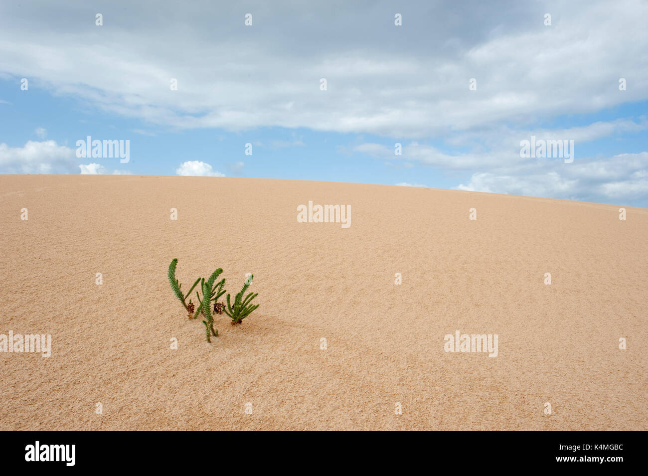 Desert Plant, Corralejo Dunes National Park (Parque Natural de las Dunas de Corralejo), Fuerteventura, Canary Islands, Spain Stock Photo