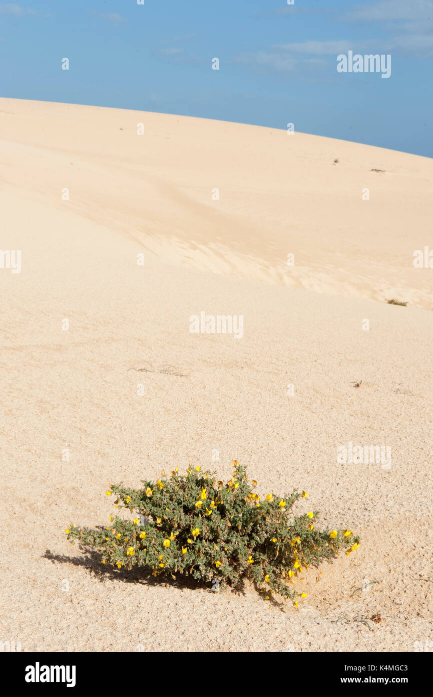Broom, Fabaceae sp, on sand dunes, Corralejo Dunes National Park (Parque Natural de las Dunas de Corralejo), Fuerteventura, Canary Islands, Spain Stock Photo