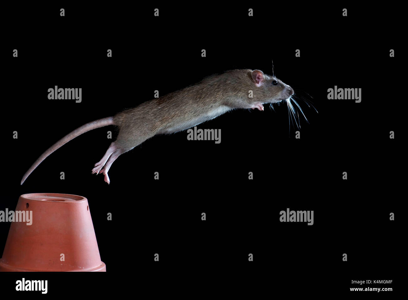 Brown Rat, Rattus Norvegicus, Kent UK, leaping from flower pot, jumping