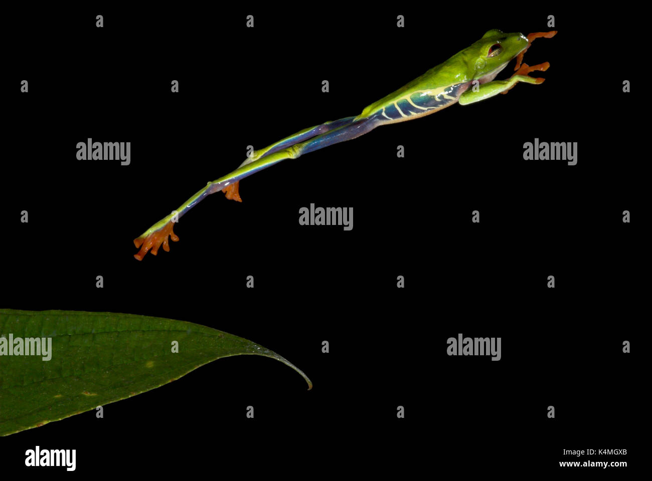 Red Eyed Tree Frog, Agalychnis callidryas, leaping from leaf, mid-air, protective nictating membrane covering eyes, Guayacan, Provincia de Limon, Cost Stock Photo