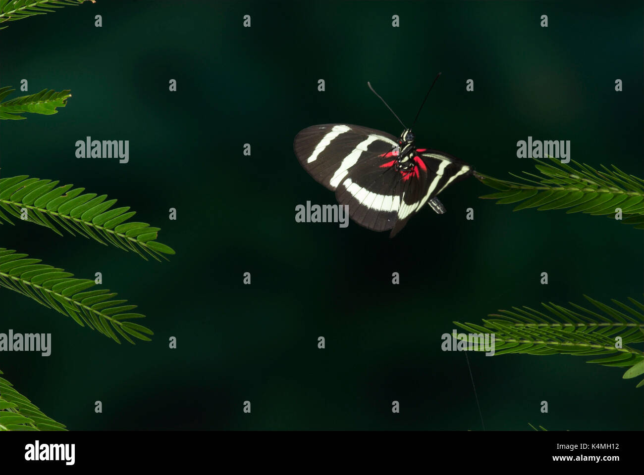 Heliconius pachinus Butterfly, in flight, Costa Rica, High Speed  photographic technique, free flying, black and white stripes, zebra,  endemic to the P Stock Photo - Alamy