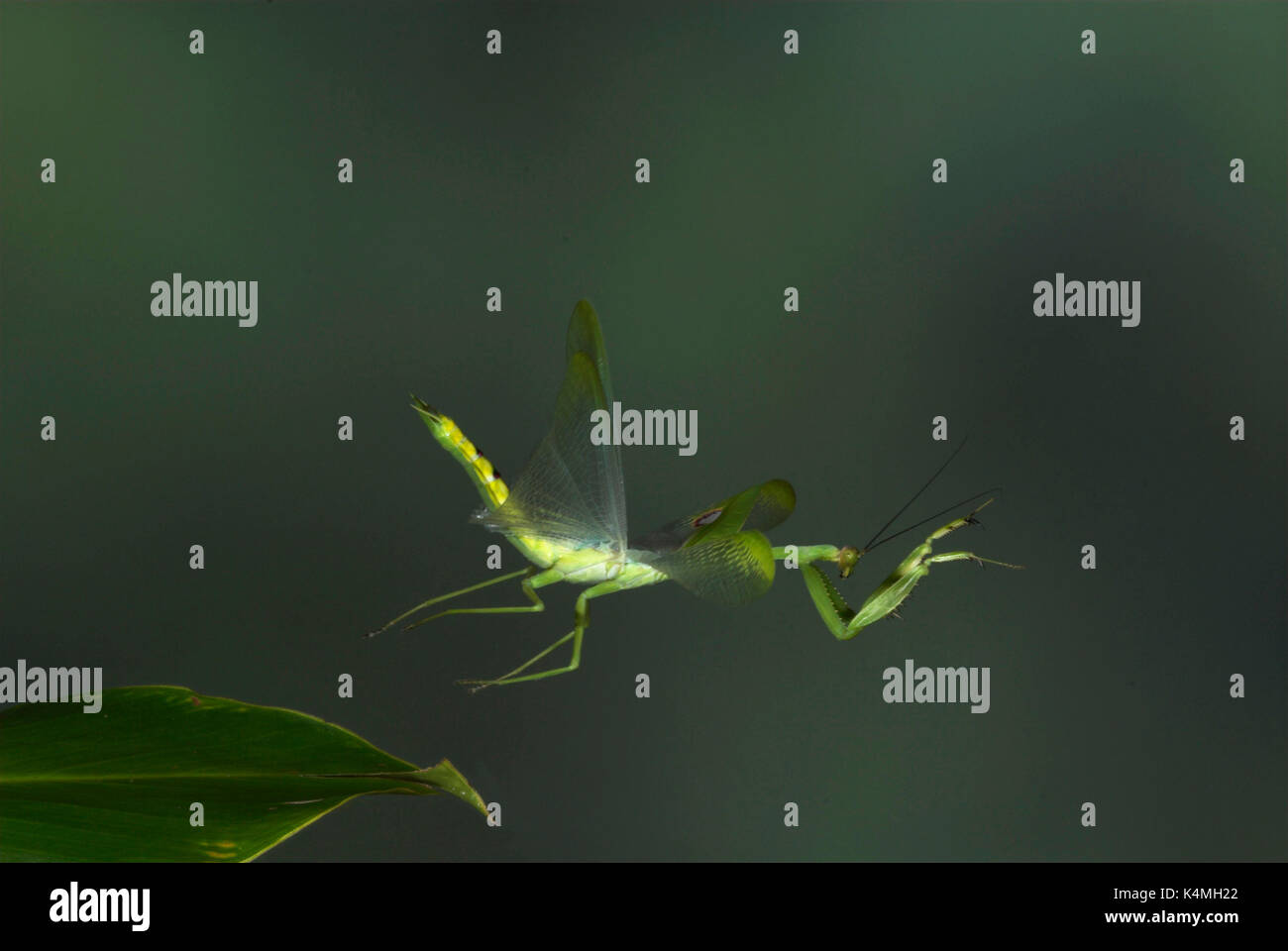Praying Mantis, in flight, Order: Mantodea, Costa Rica, High Speed Photographic Technique, flying, tropical jungle, green, eye spots on wings, leaping Stock Photo