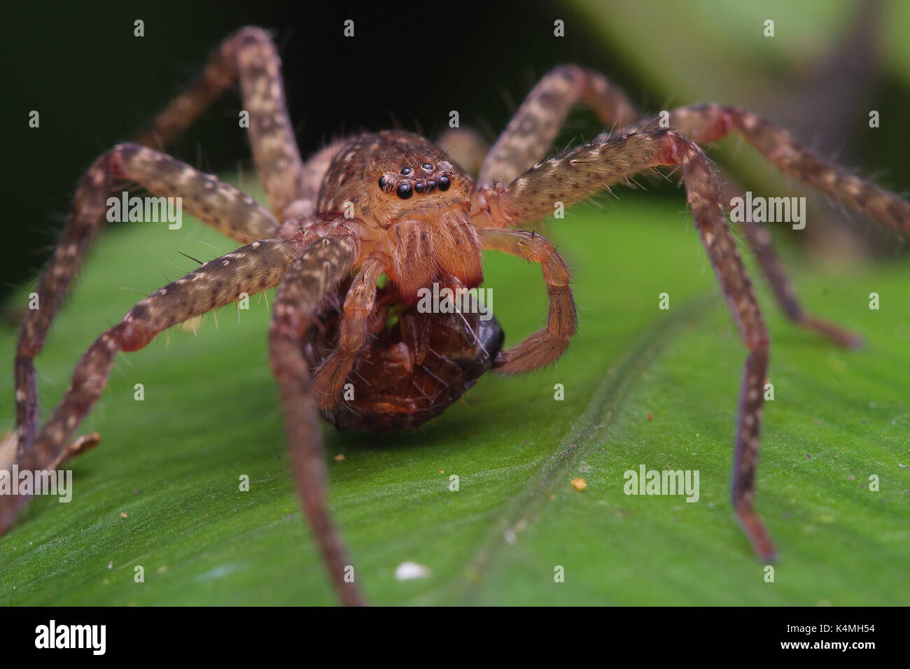 Huntsman spider (Heteropoda sp) Stock Photo