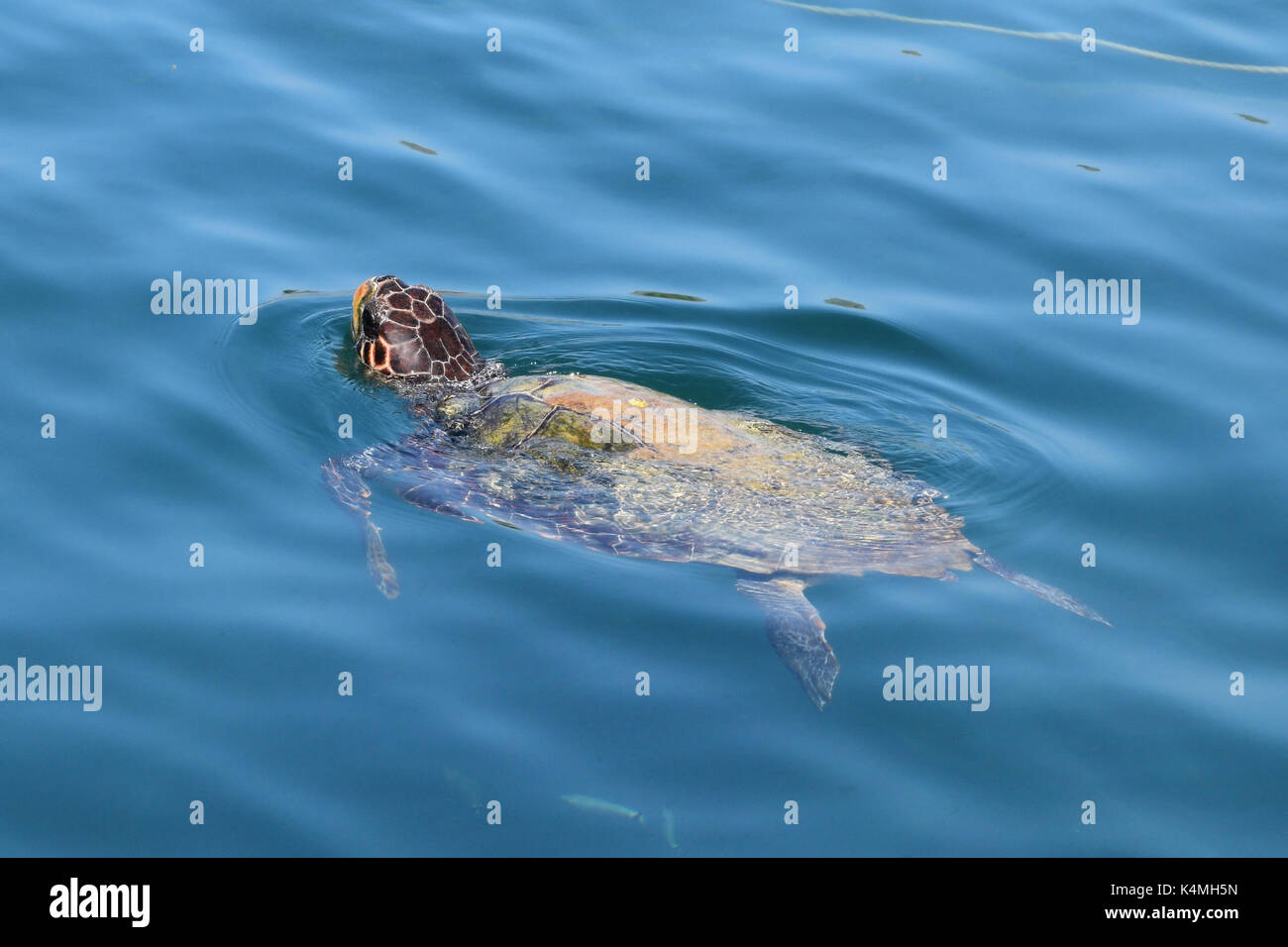 Caretta-caretta loggerhead sea turtle coming up for air. Endangered animal, Zakynthos Greece. Stock Photo