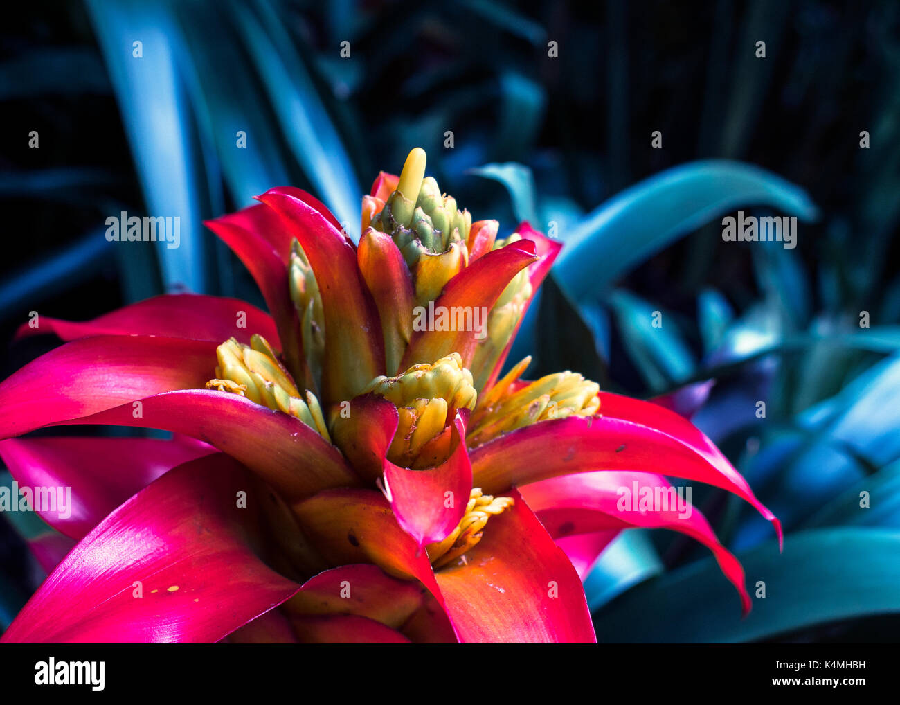 Tropical Plant Close Up Shot Stock Photo - Alamy