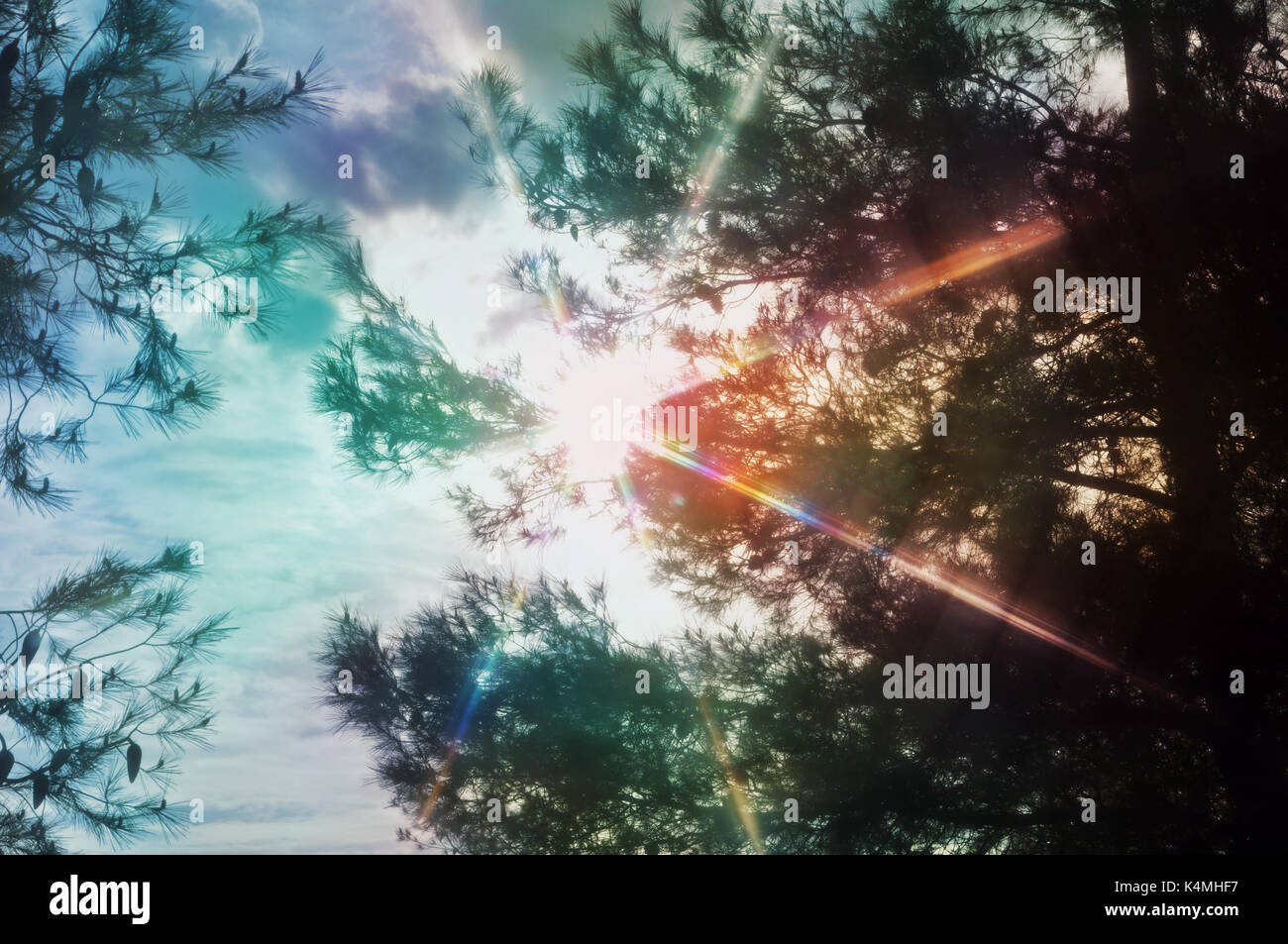 Sun rays lens flare light spectrum through pine trees. Abstract spring nature colorful motion blur. Stock Photo