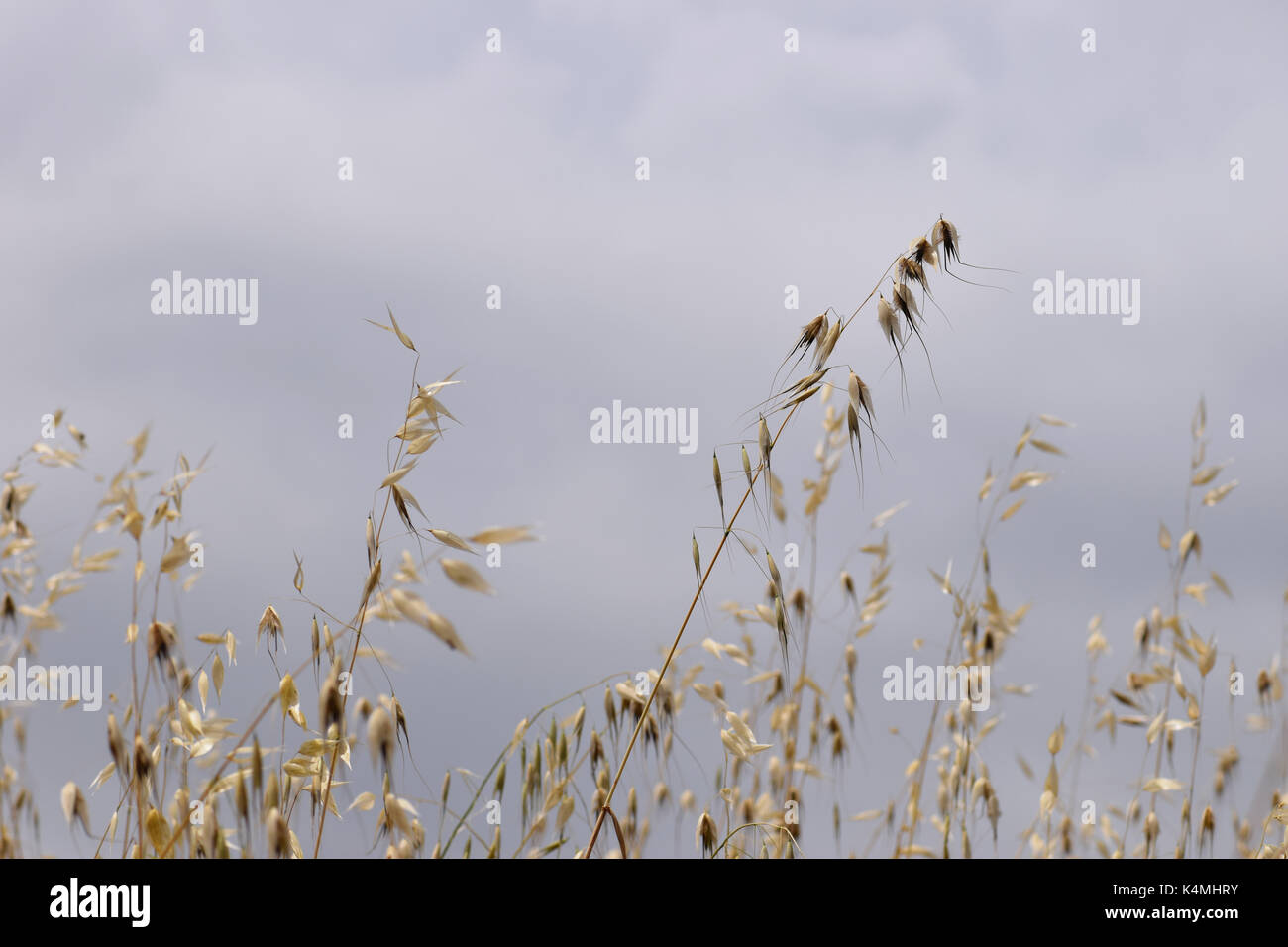 Oat straw withered plants on windy day. Summer nature abstract selective focus. Stock Photo