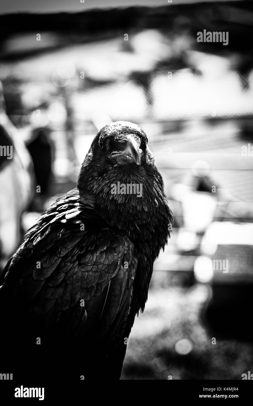 Black crow in nature, superstition and witchcraft, wild bird detail Stock Photo
