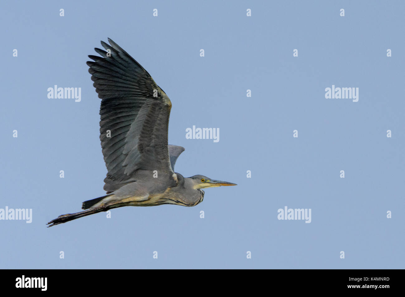 Grey Heron (Ardea cinerea) flying over the Besos river (Rió Besos) against a light blue morning sky in Barcelona. Stock Photo