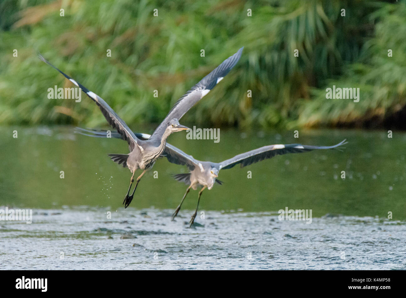 Grey Heron (Ardea cinerea) flying over the Besos river (Rió Besos) in Barcelona. Stock Photo