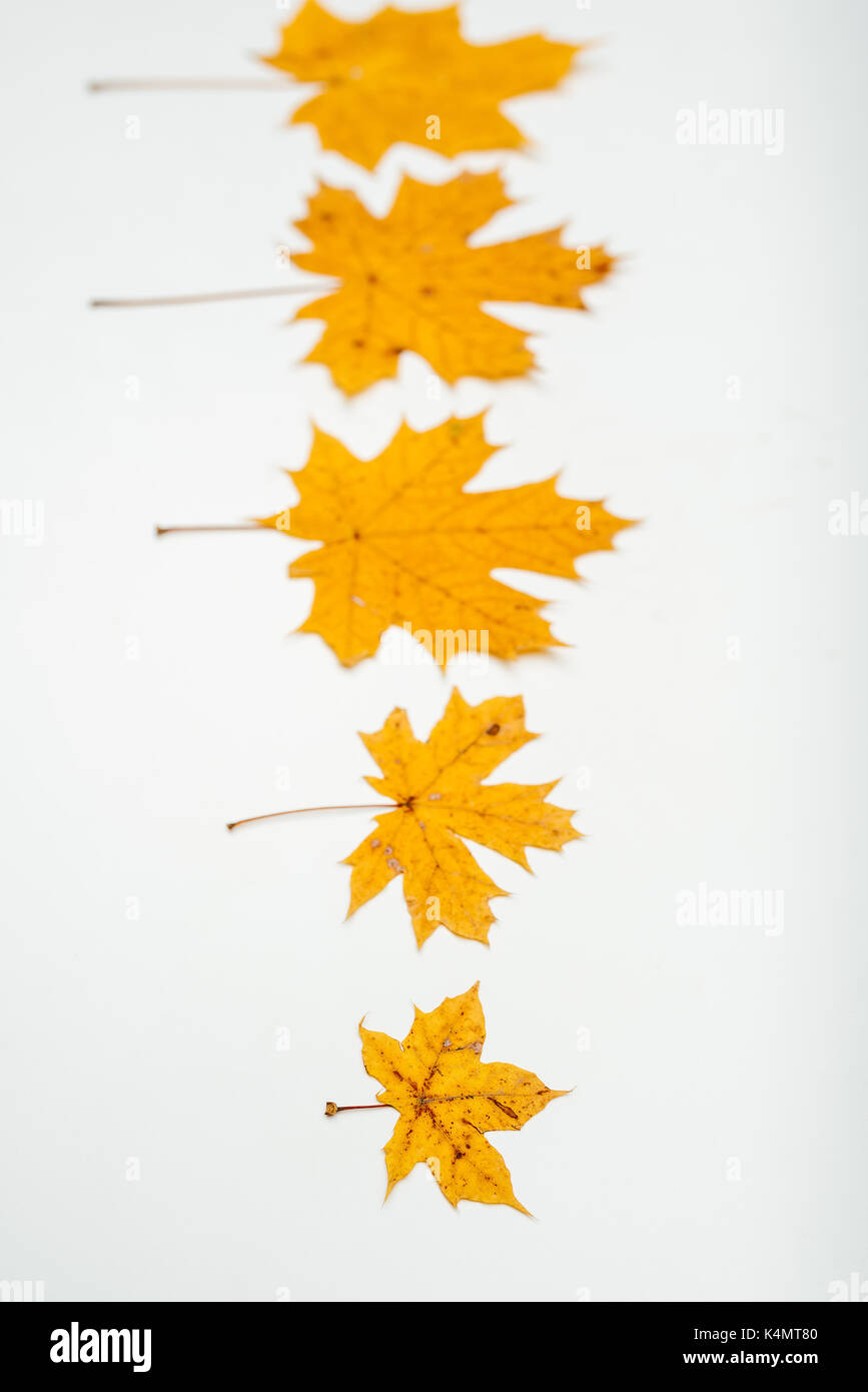 Autumn leaves isolated on white background Stock Photo - Alamy