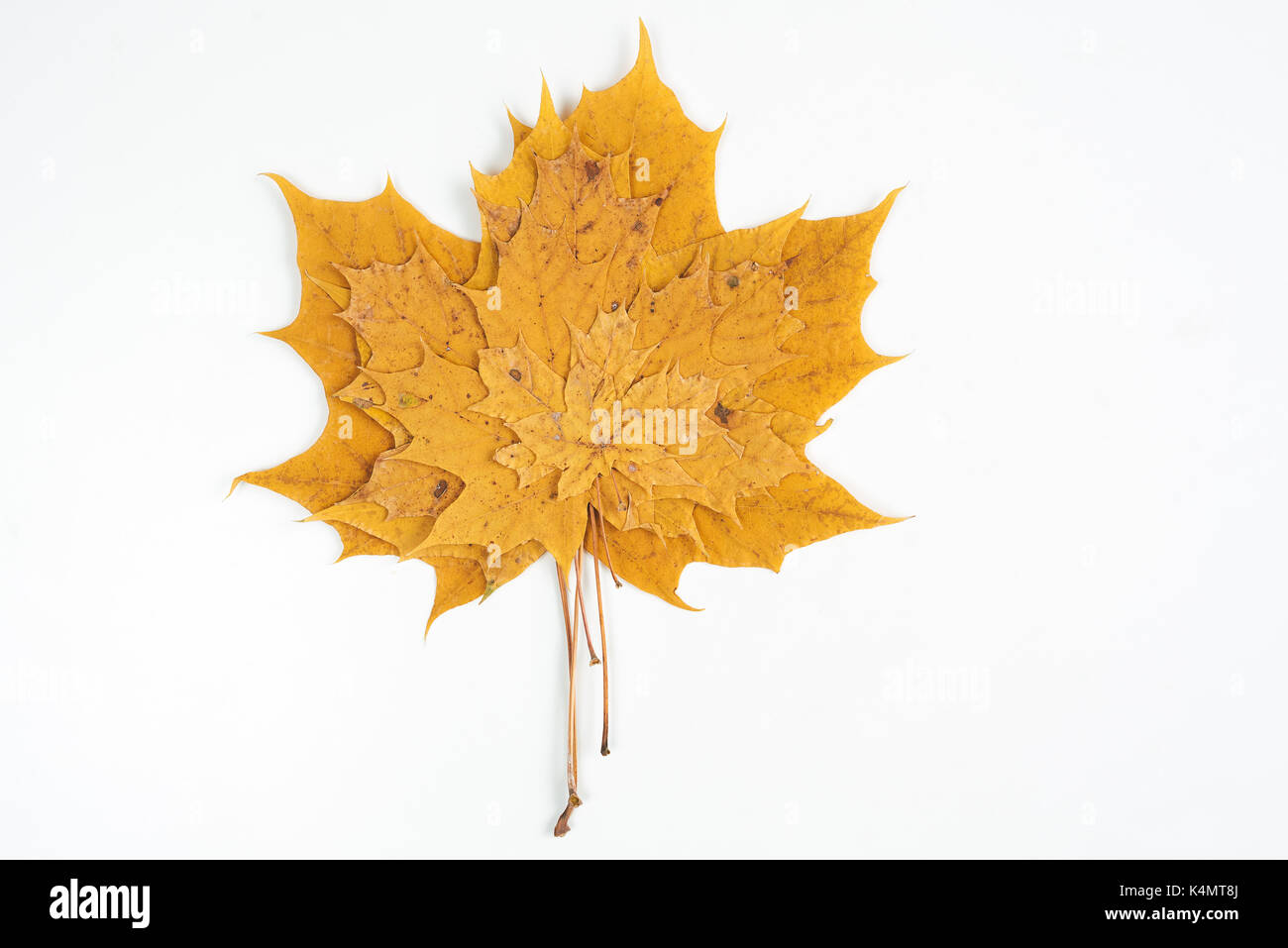 Autumn leaves isolated on white background Stock Photo - Alamy