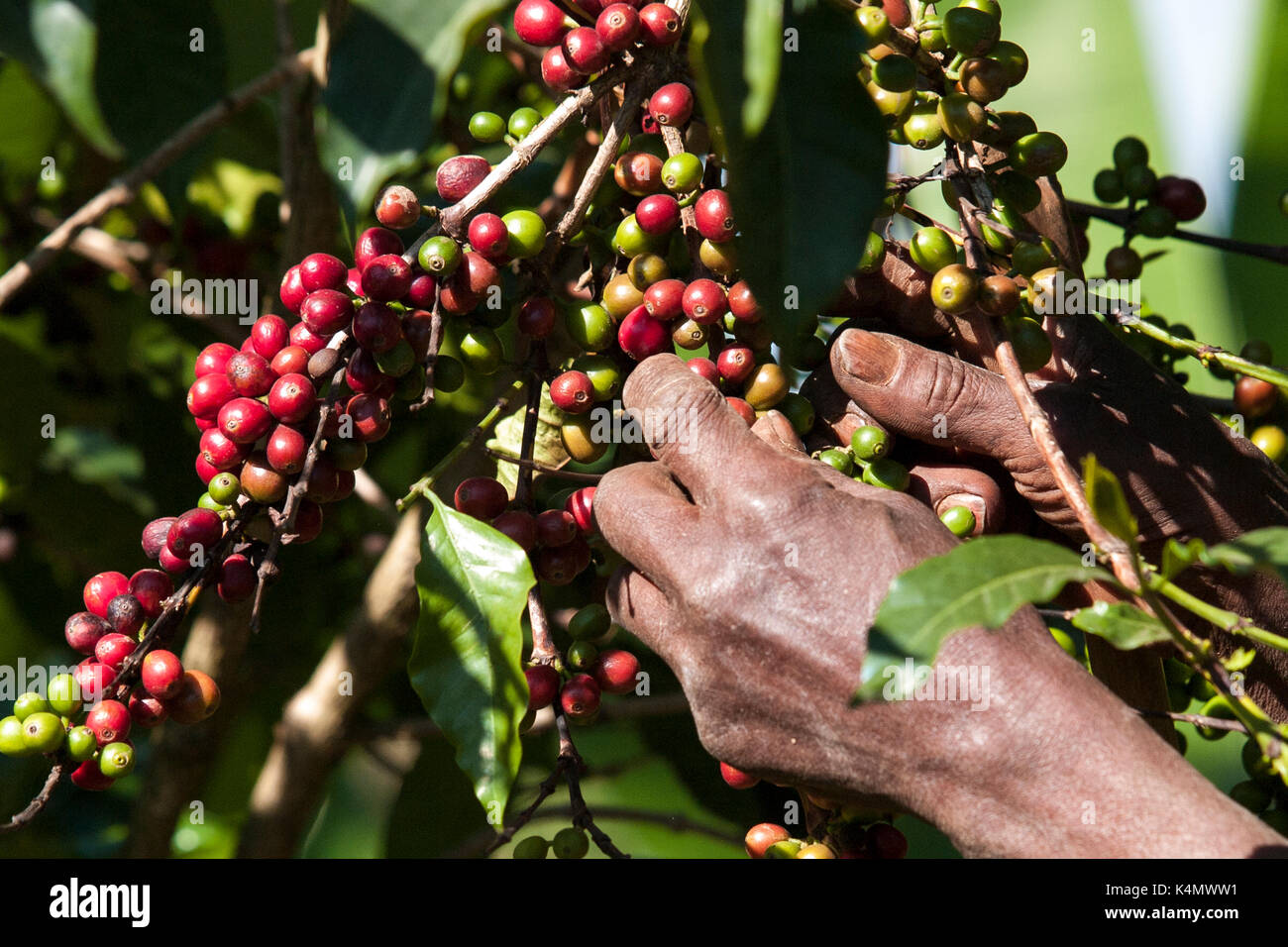 Ethiopia coffee plant hires stock photography and images Alamy
