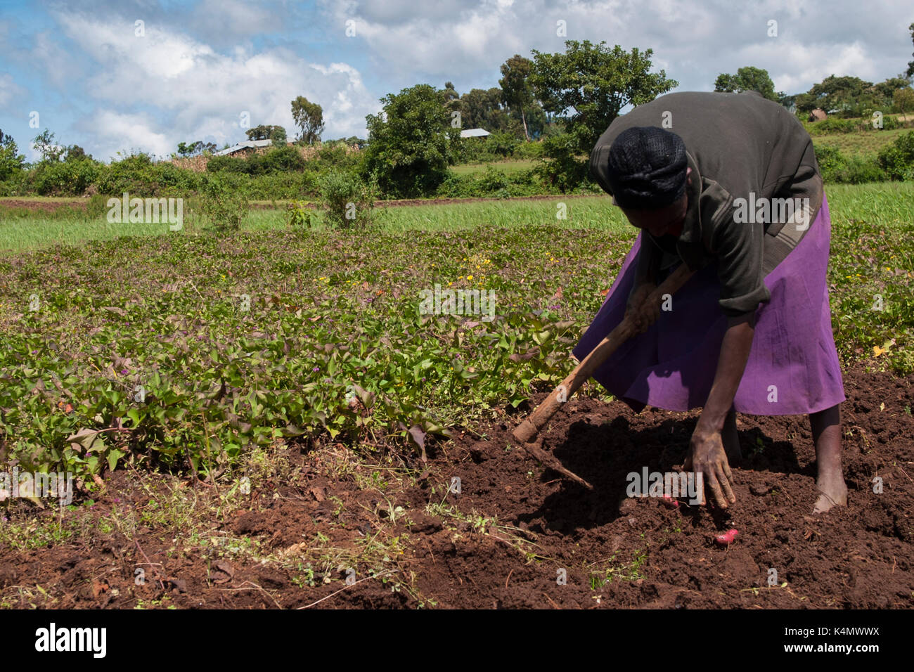 A woman harvesting sweet potatoes in a field, Ethiopia, Africa Stock