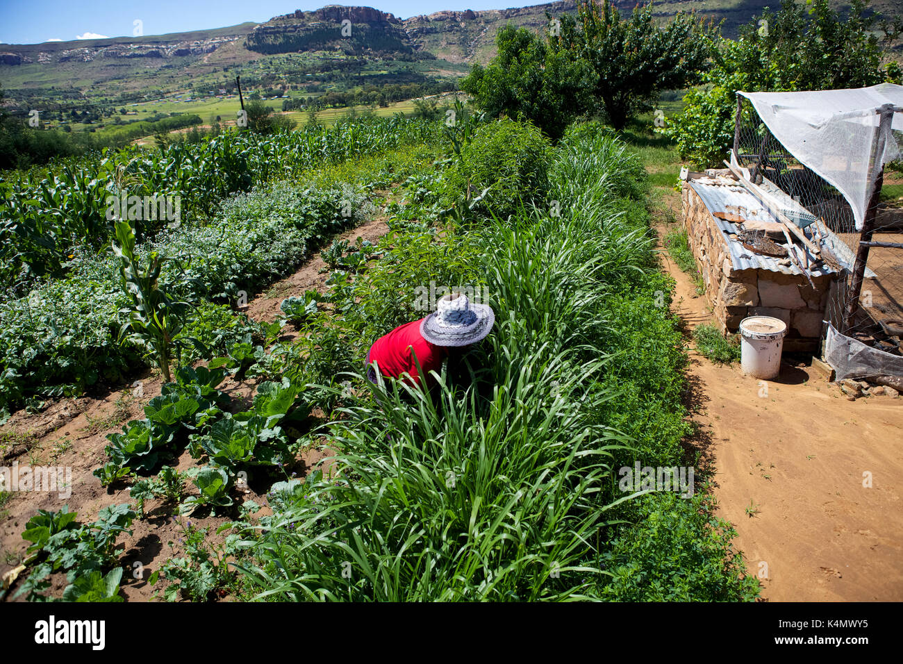 A female farmer weeding her vegetables in rural Lesotho, Africa Stock Photo