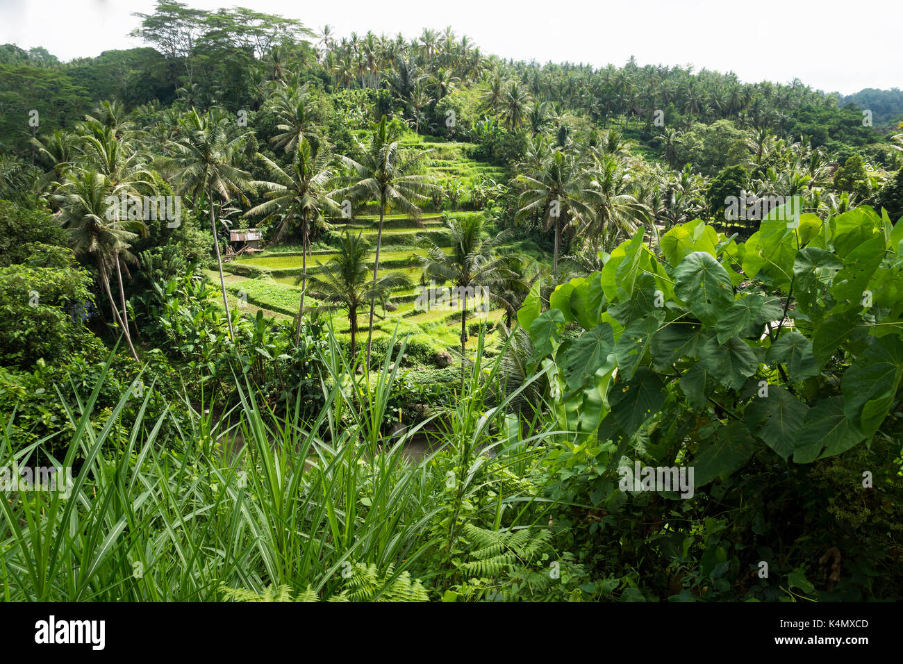 terraced ricefields, Sayan Terraces, Ubud, Bali, Indonesia Stock Photo