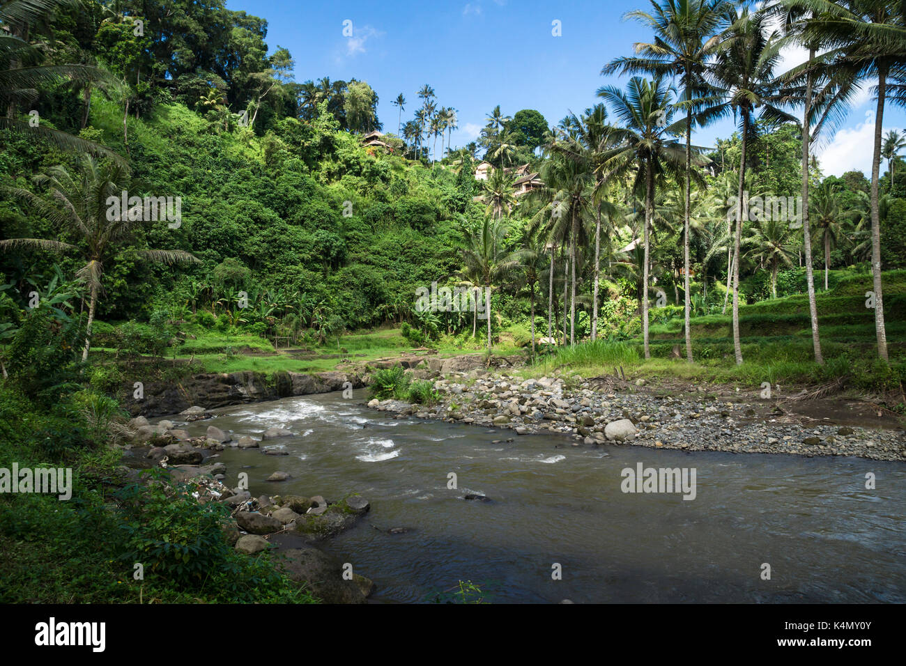 Sayan terraces with river, terraced ricefields, Ubud, Bali, Indonesia Stock Photo