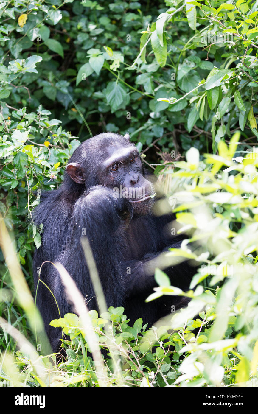 Common Chimpanzee (Pan troglodytes), Kyambura Gorge, Queen Elizabeth National Park, Uganda, Africa Stock Photo