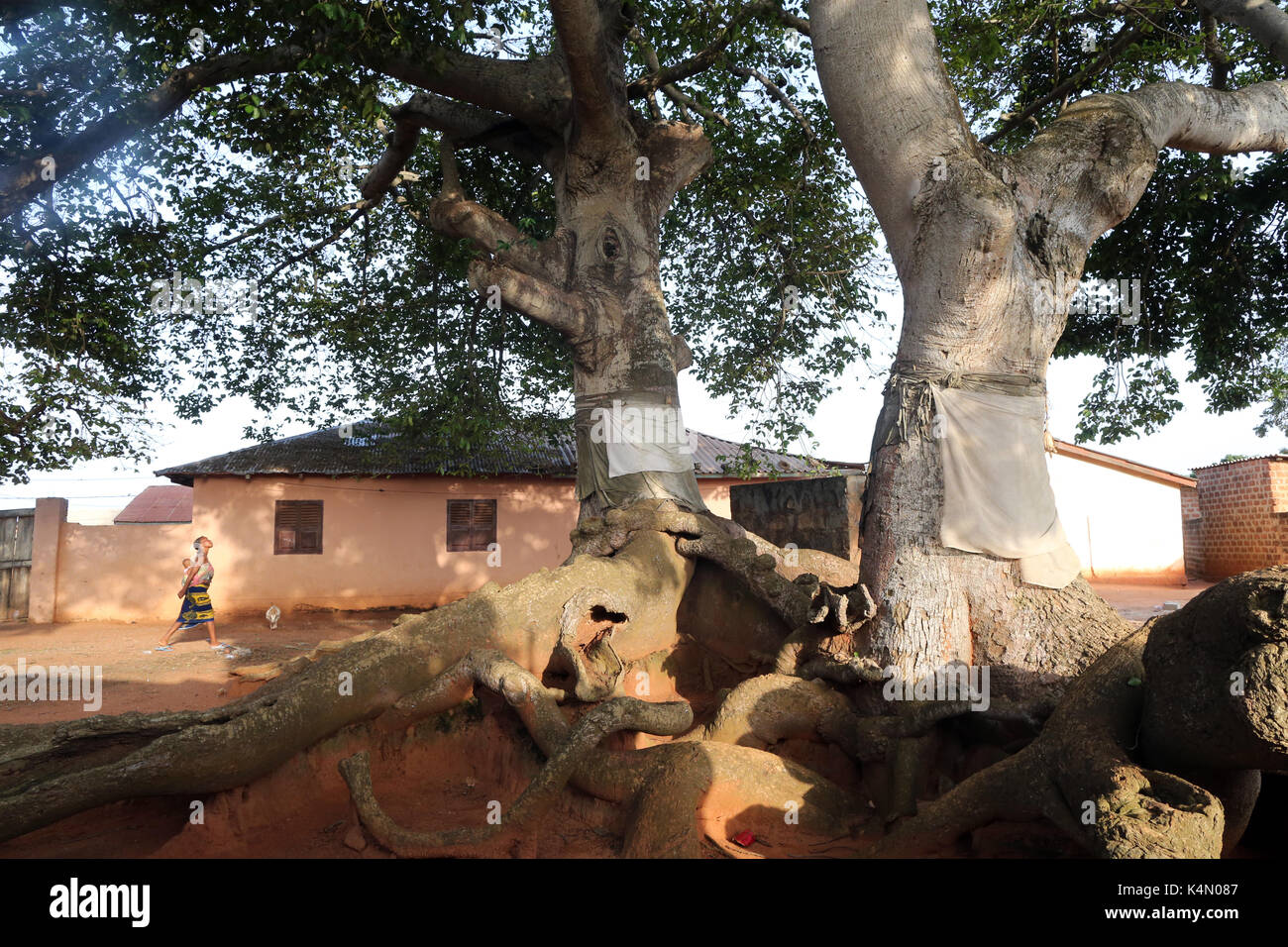 Voodoo sacred tree, Togoville, Togo, West Africa, Africa Stock Photo