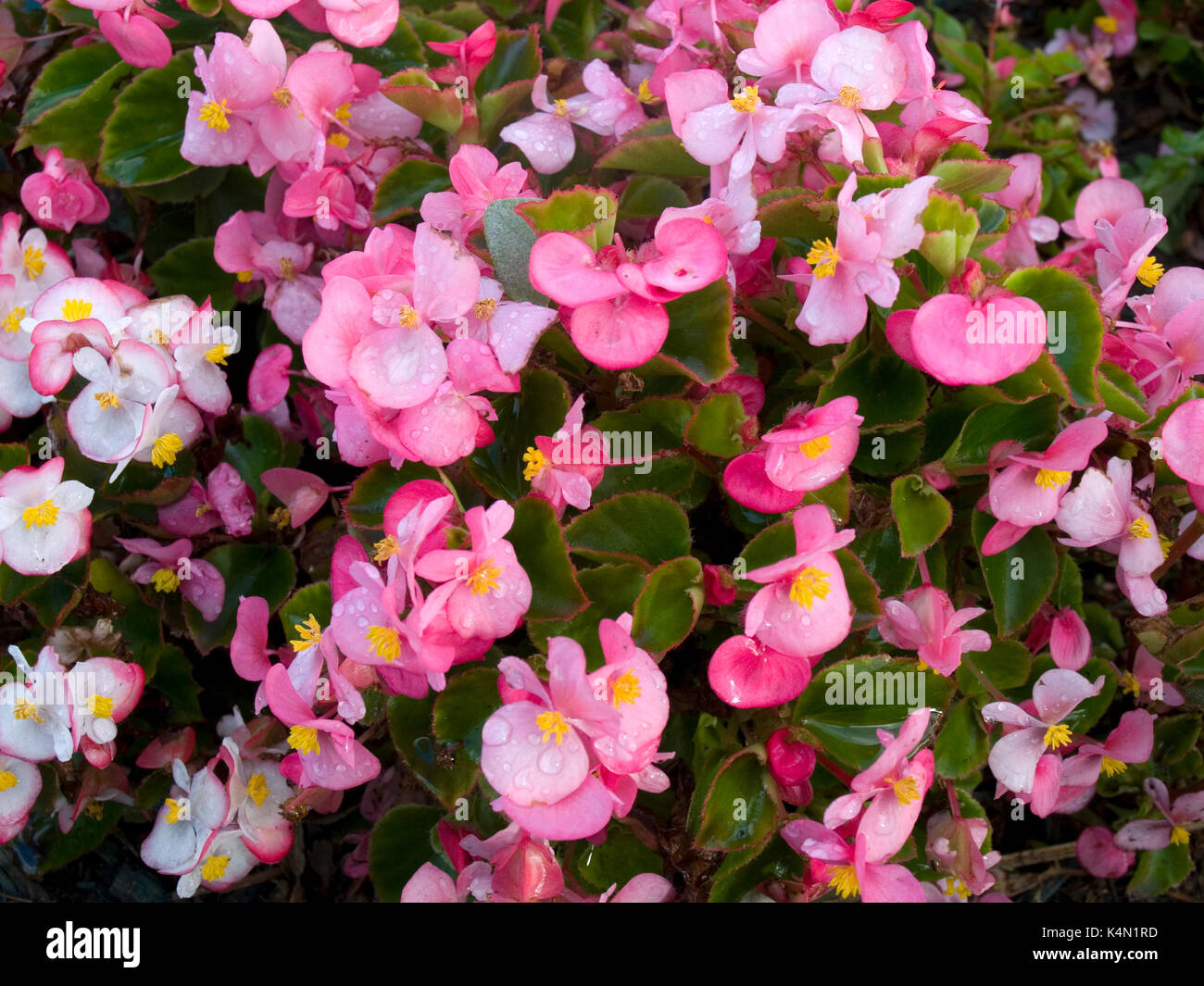 Pink flowering begonia Stock Photo