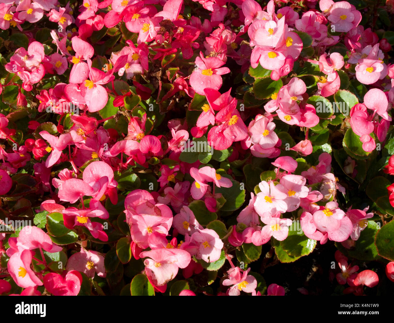 Pink flowering begonia Stock Photo