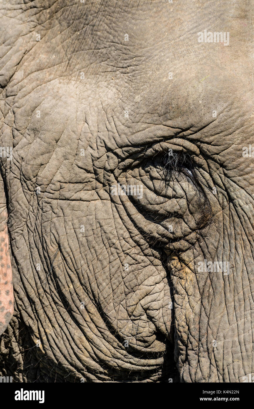 Indian elephant (Elephas maximus indicus) portrait, Kaziranga National Park, Assam, India, Asia Stock Photo