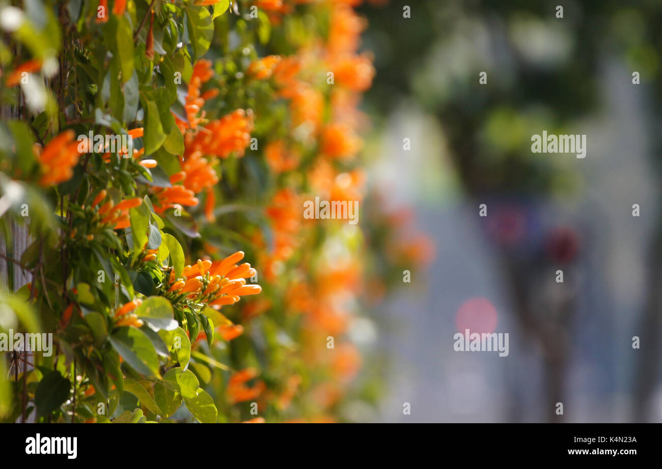 Orange trumpet Vine - beautiful flower wall Stock Photo