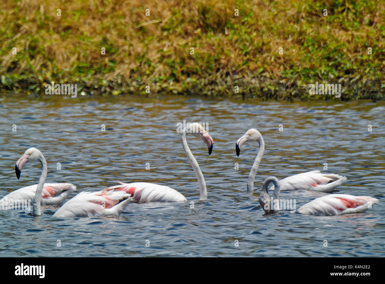 GREATER FLAMINGOS (PHOENICOPTERUS ROSEUS) AT CAPE TOWN WATER TREATMENT PLANT, SOUTH AFRICA Stock Photo
