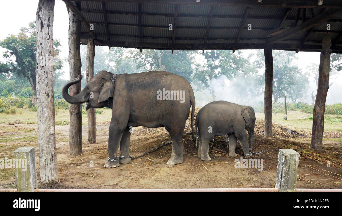 baby elephant  mother lying on the ground in chitwan national park Stock Photo