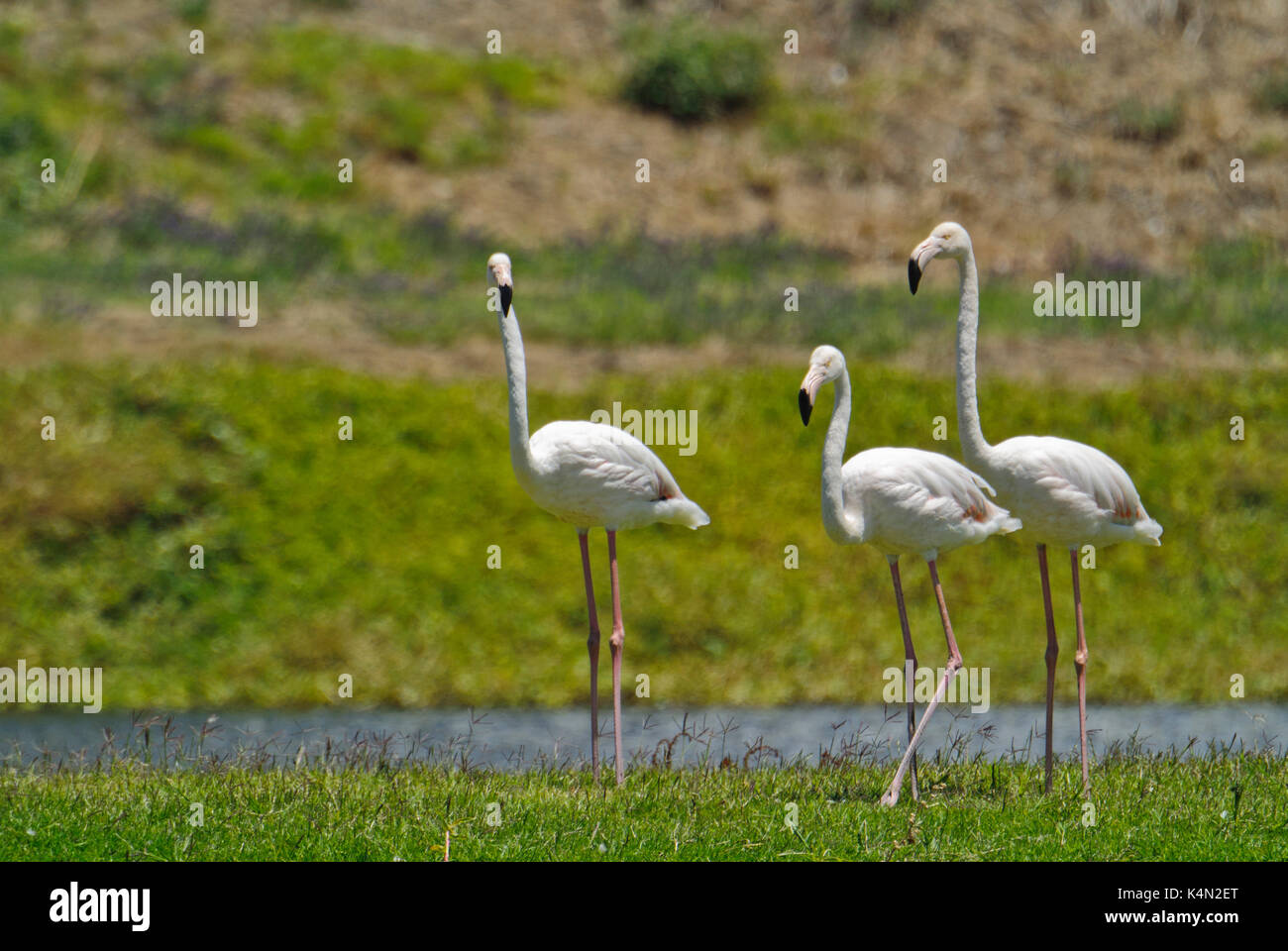 GREATER FLAMINGOS (PHOENICOPTERUS ROSEUS) AT CAPE TOWN WATER TREATMENT PLANT, SOUTH AFRICA Stock Photo