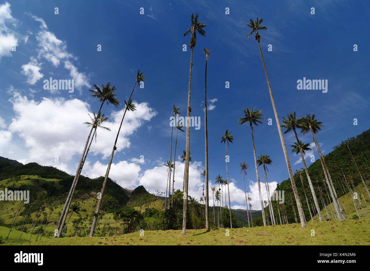 Colombia, Cocora valley near Salento has an enchanting landscape of pinies and eucalyptus towered over by the famous wax palms, Colombias national tre Stock Photo