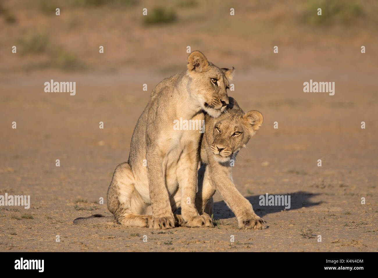 Young lions (Panthera leo), Kgalagadi Transfrontier Park, Northern Cape, South Africa, Africa Stock Photo