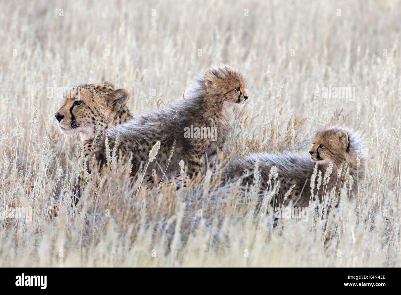 Cheetah (Acinonyx jubatus) with cubs, Kgalagadi Transfronter Park, Northern Cape, South Africa, Africa Stock Photo