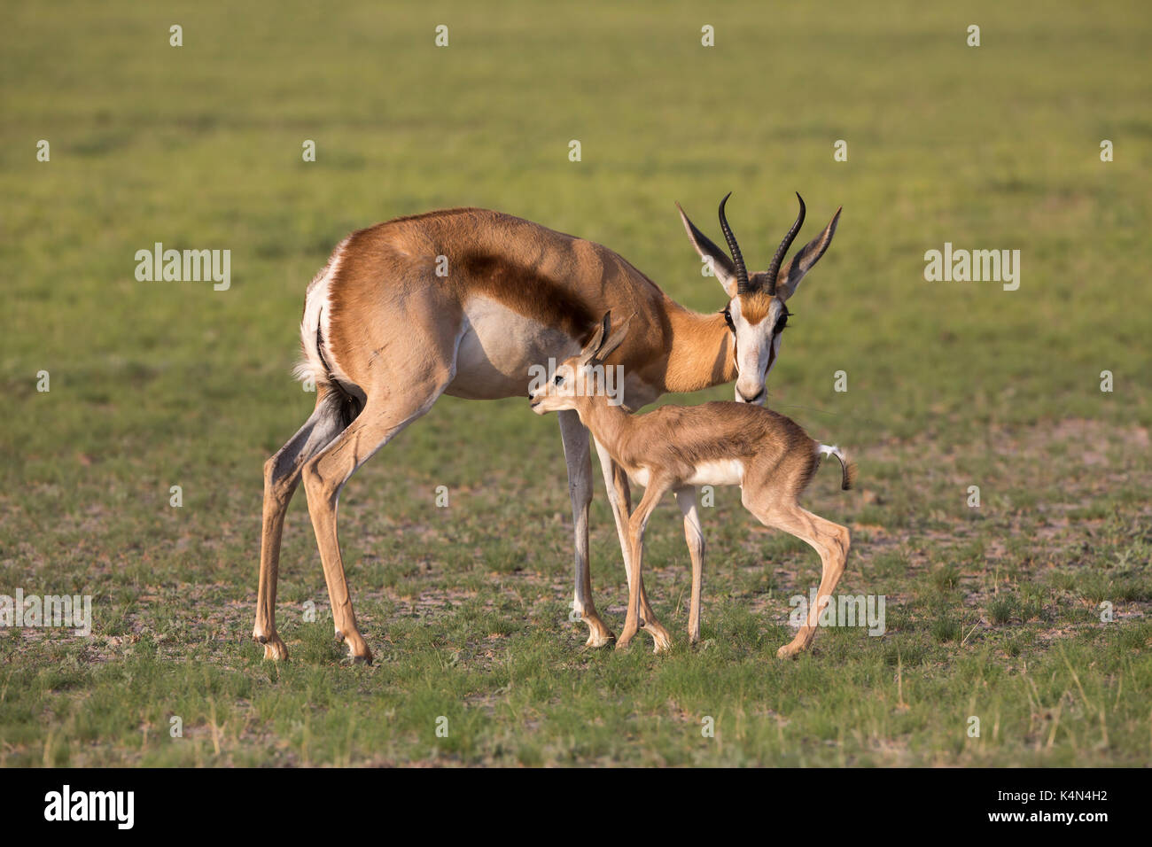 Cured Springbok Springbok (Antidorcas marsupialis) with newborn calf suckling ...