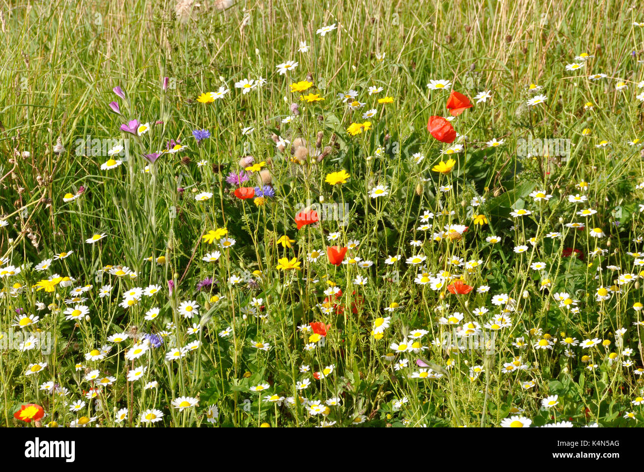 Summertime - field of wild flowers -poppies - cork cockle - scabius - grasses - sunlight - brightness Stock Photo