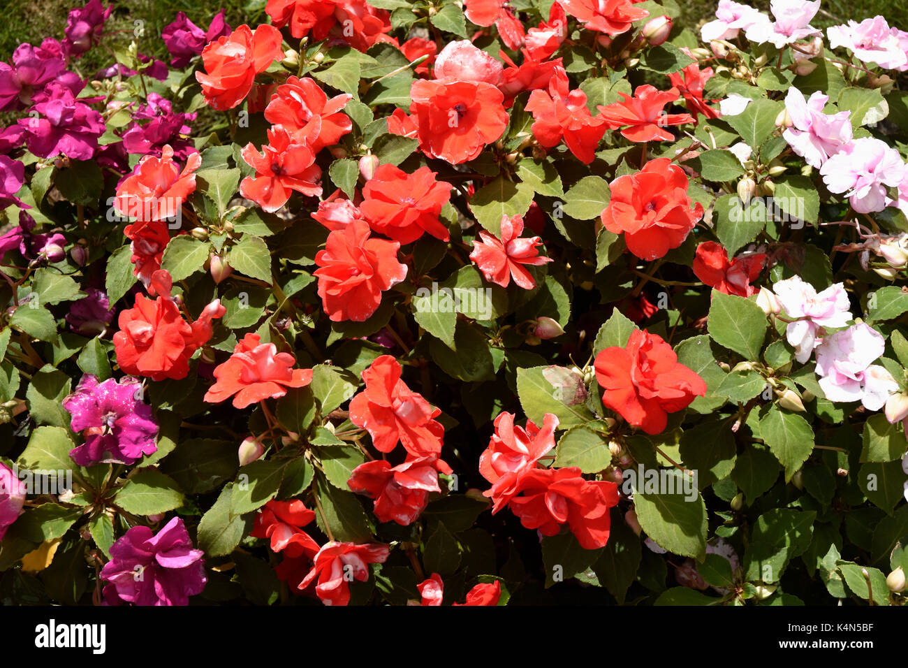 Display of  flowers -massed brightly coloured impatins - filling the whole picture- summer sunlight Stock Photo