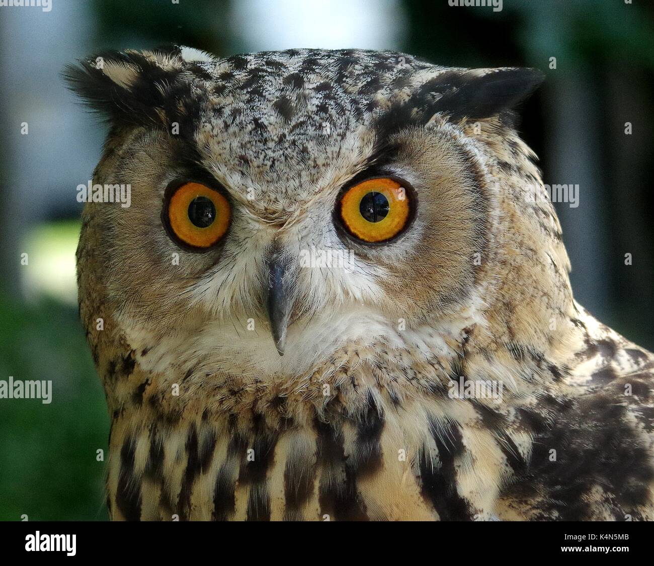 european eagle owl Stock Photo