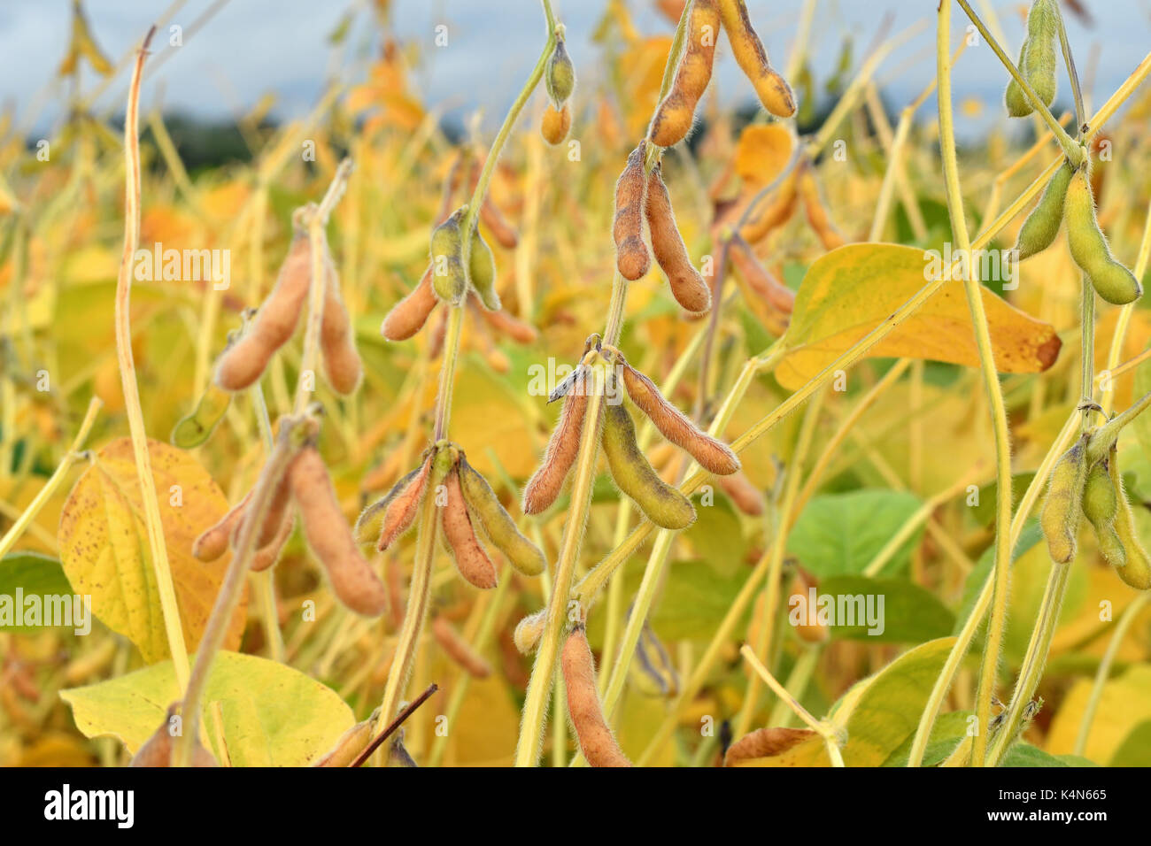 Close up of ripe soybean plants growing in a field Stock Photo Alamy