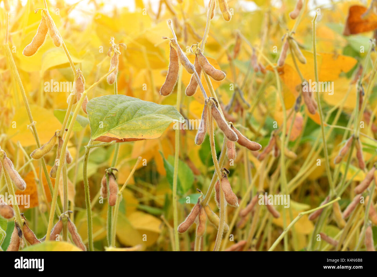 Soybean husk hi-res stock photography and images - Alamy
