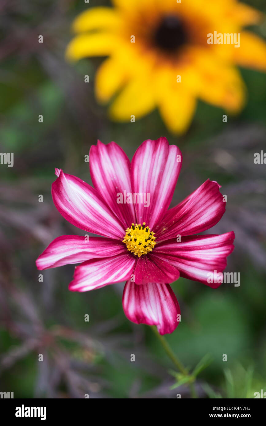Cosmos Bipinnatus 'Velouette' flower against a rudbeckia and dark background Stock Photo