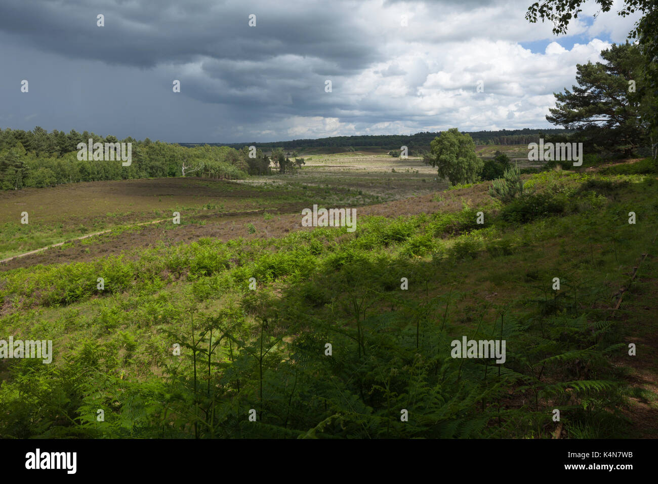 A slightly elevated view of the lowland heathland landscape of Dersingham Bog with woodland edges, a SSSI near Kings Lynn, Norfolk, England. Stock Photo
