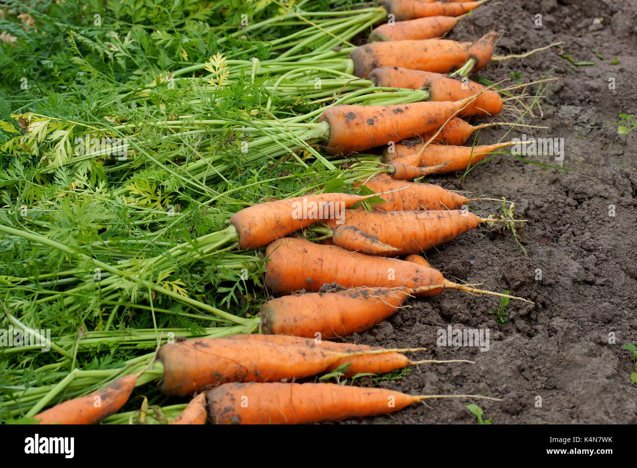 Harvest fresh organic carrots on the ground. Farm seasonal work Stock