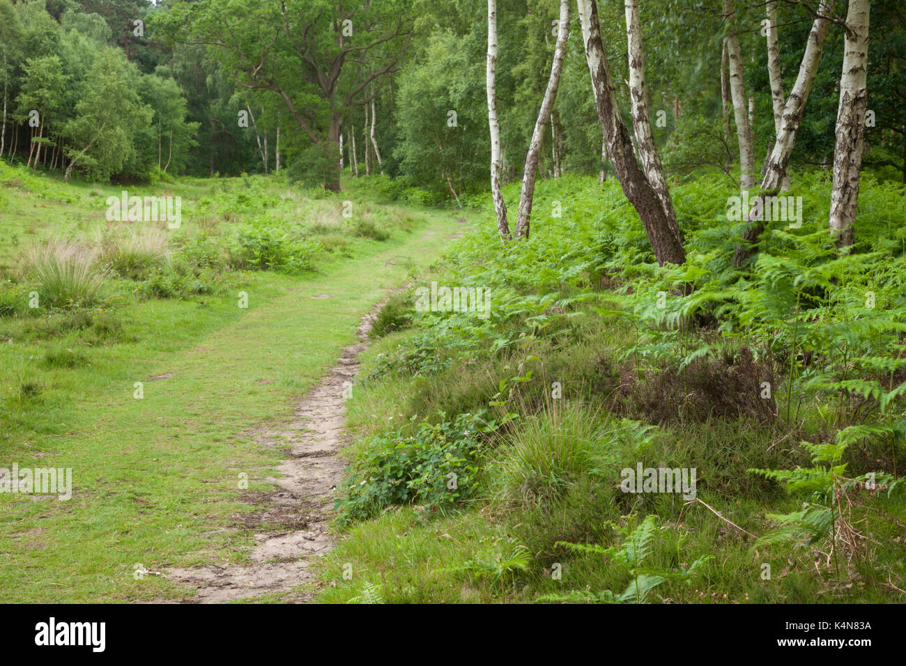 A path enters woodland on the edge of Dersingham Bog, part of the varied heathland landscape to be found near Kings Lynn in Norfolk, England. Stock Photo