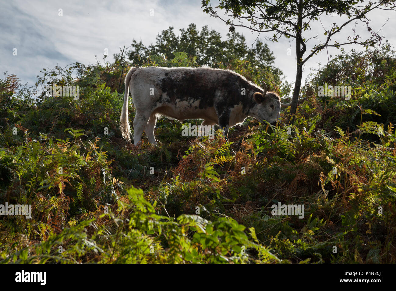 English longhorn cattle grazing hi-res stock photography and images - Alamy
